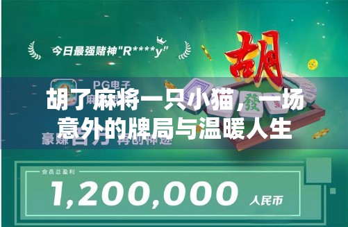 胡了麻将一只小猫，一场意外的牌局与温暖人生